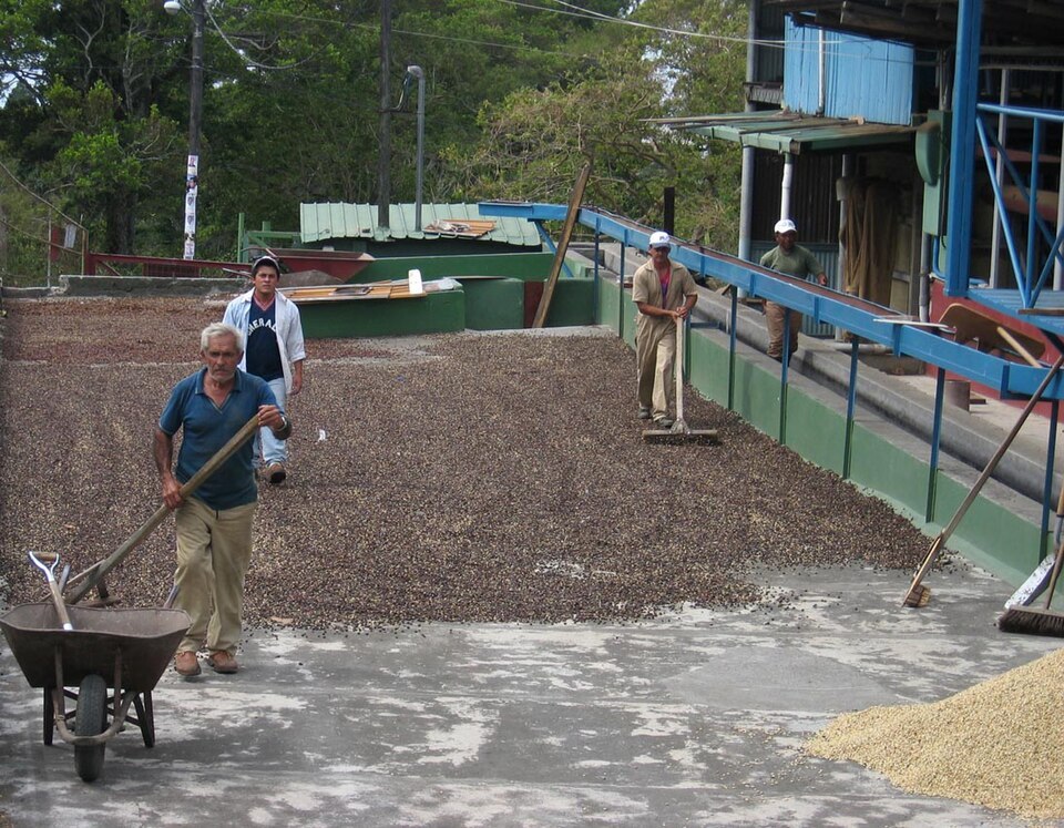 Boquete的Café Ruiz加工厂传统咖啡晾晒场。