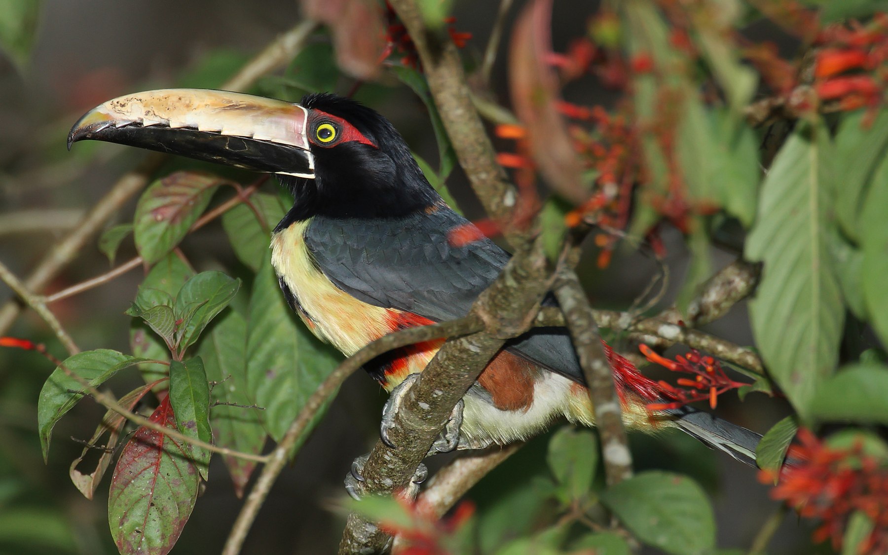 领簇舌巨嘴鸟（Pteroglossus torquatus），2008年摄于达连国家公园。