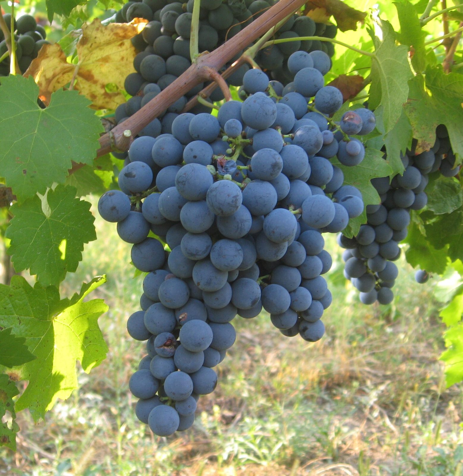 Carménère 葡萄